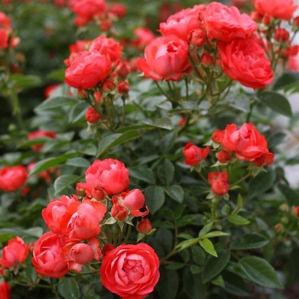 バラ苗 大苗 2026 オレンジ マザーズディ Orange Mothersday 国産