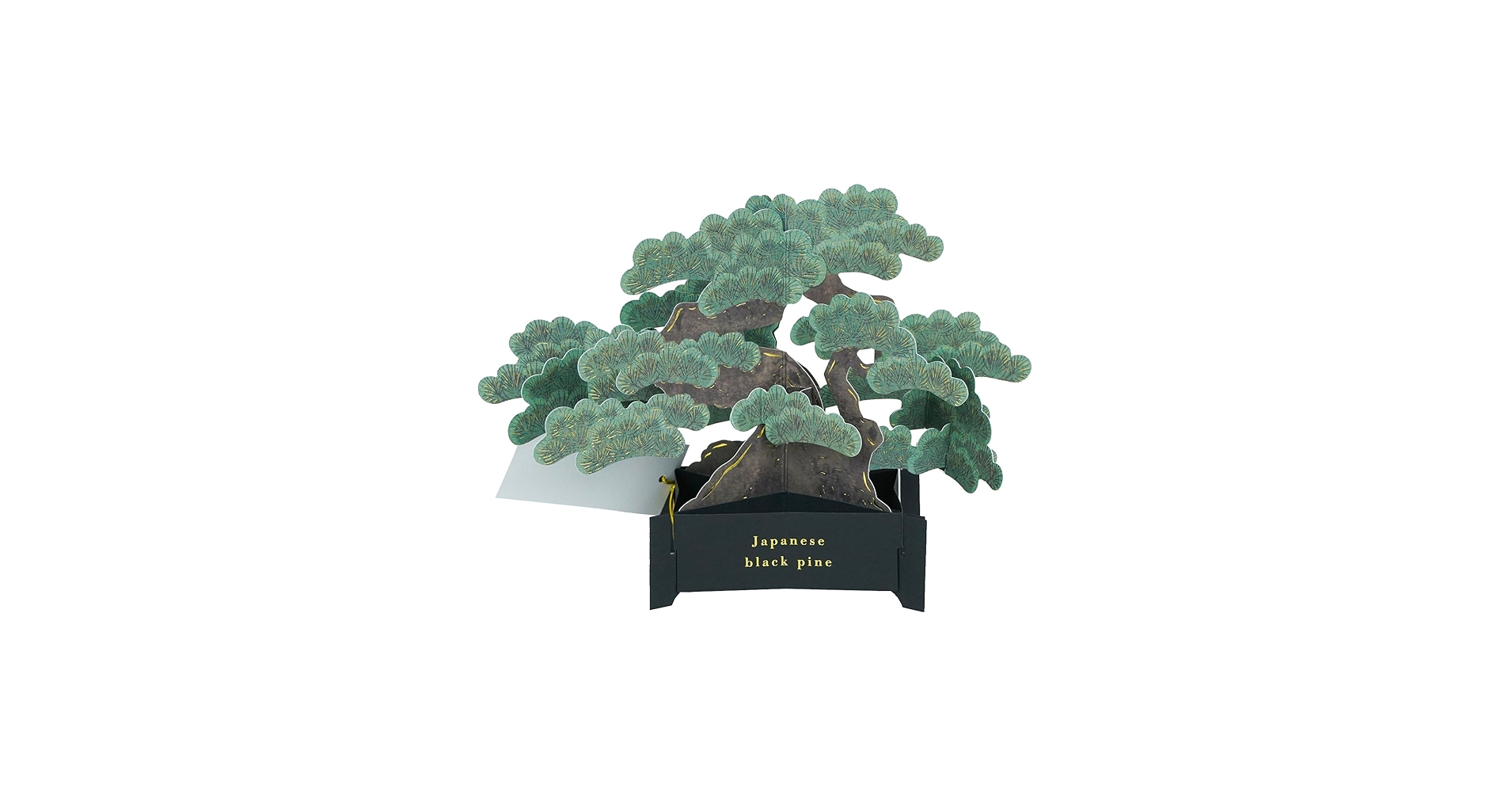 Amazon | グリーティングライフ BONSAI 盆栽 ポップアップ カード 黒松