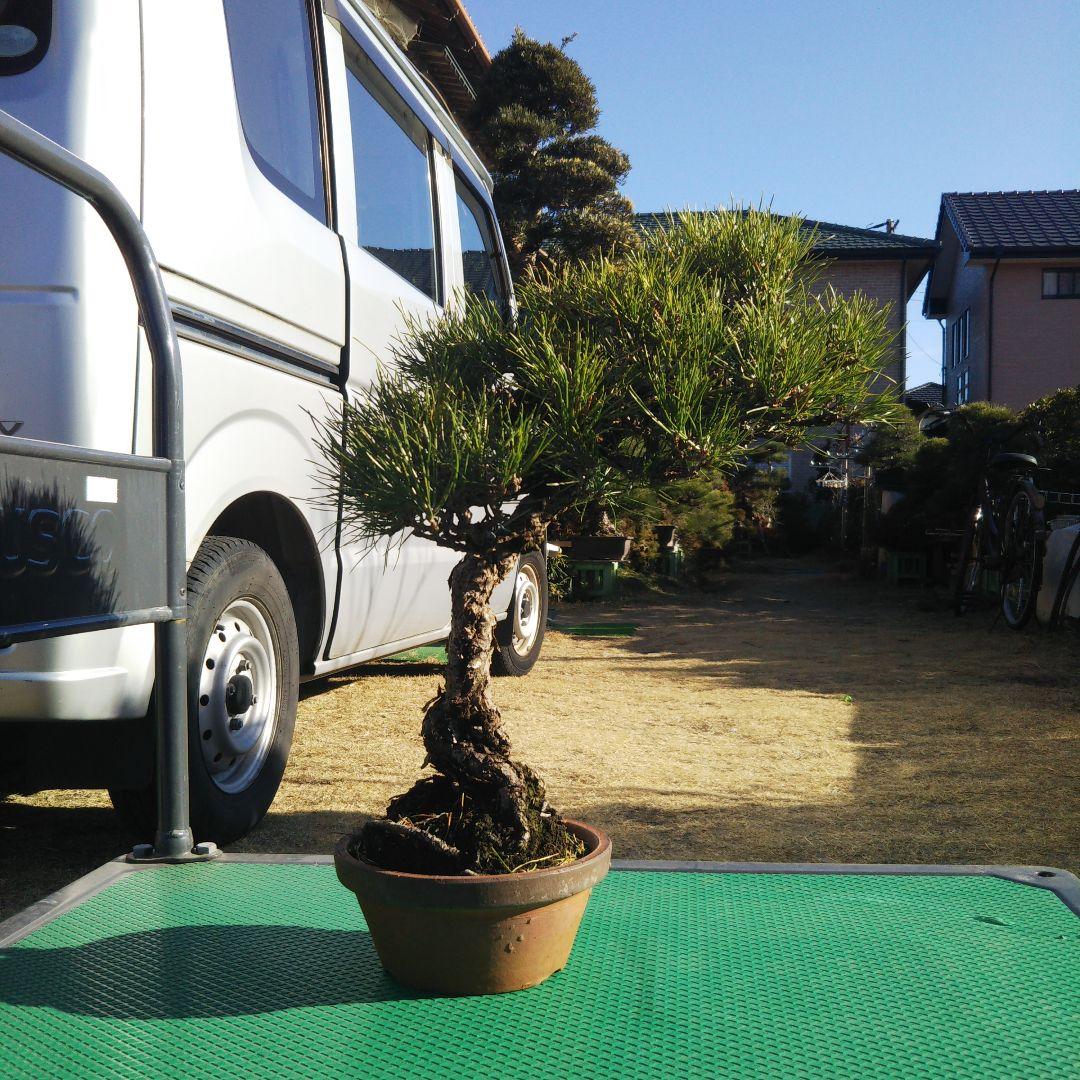 タイムセール⭕️ 実生65年 黒松盆栽 送料無料 BONSAI 盆栽 インテリア 高松盆栽 黒松 「威風堂々」 本場四国の職人仕立て｜ 盆栽妙 – 盆栽妙 本店